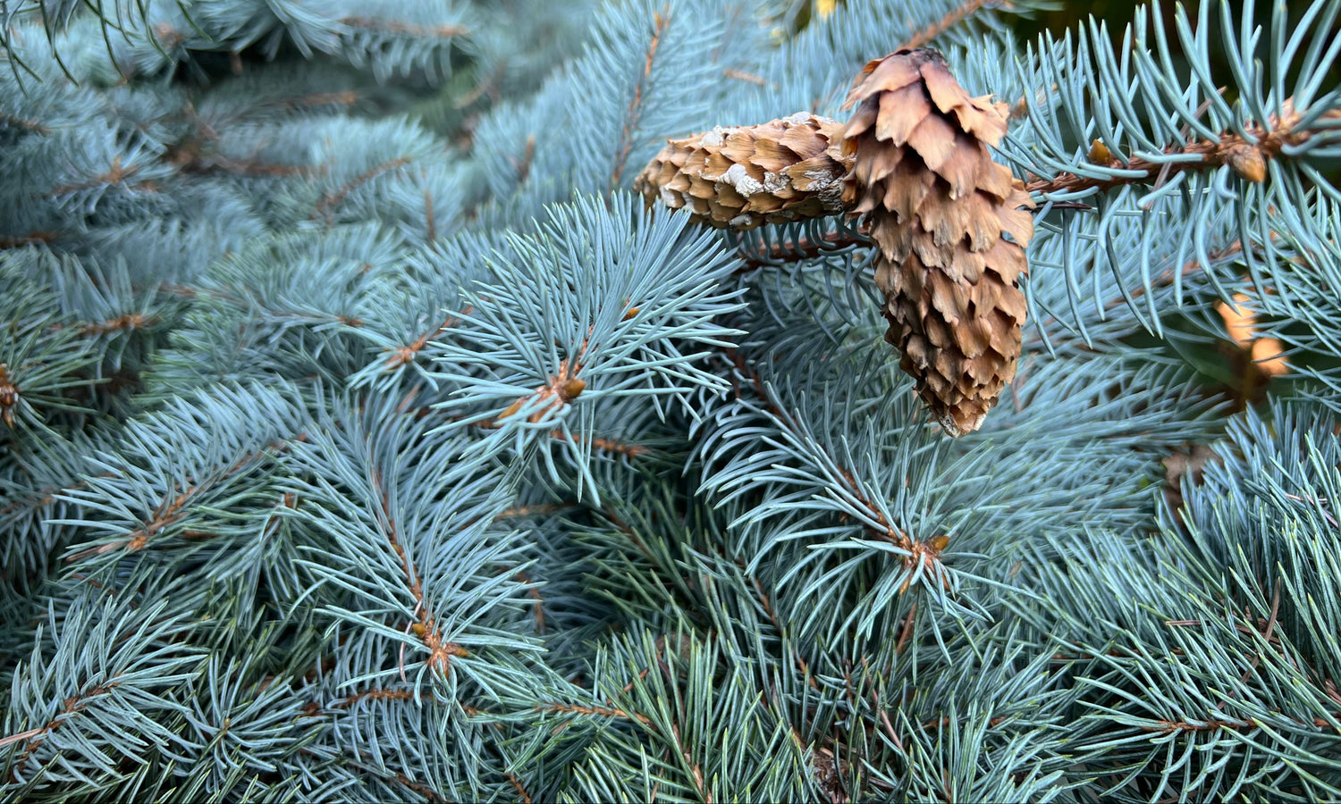 Pine cones on a branch of a coniferous tree